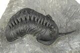 Morocconites Trilobite Fossil - Ofaten, Morocco #312790-2